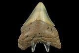 Fossil Megalodon Tooth - North Carolina #131576-1